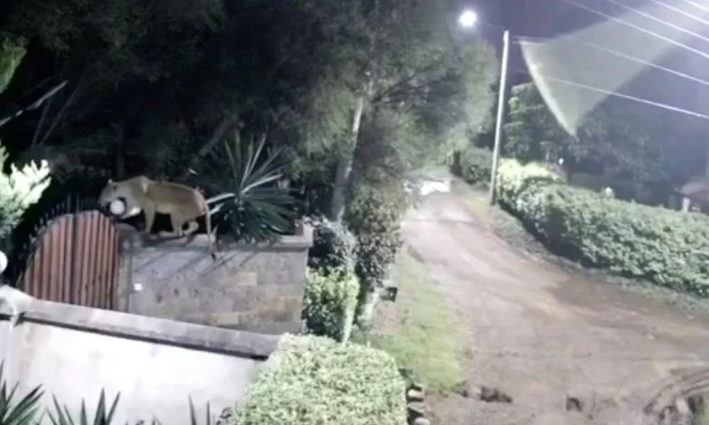 Απελπισμένη λέαινα πήδηξε περίφραξη, σκότωσε ροτβάιλερ και το πήρε μαζί της